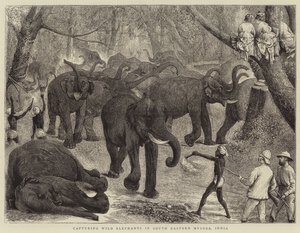 At fange vilde elefanter i det sydøstlige Mysore, Indien